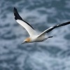 Terej australsky - Sula serrator - Australian Gannet - takapu 2685